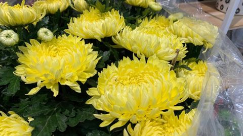 Jardineries et fleuristes espèrent sauver leur Toussaint grâce au maintien de l’ouverture de leurs magasins. ©O. Maillard